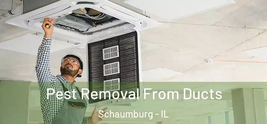  Pest Removal From Ducts Schaumburg - IL