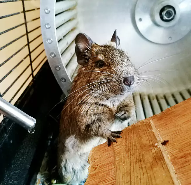 Why Homeowners & Businesses Trust Us Schaumburg, IL?